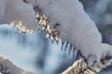 Winter landscape. A Christmas tree covered with snow, a cold climate.