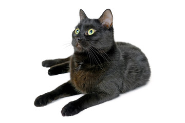 Young black cat lying on a white background