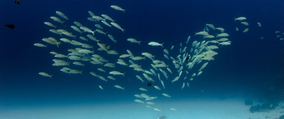 Fototapeta na wymiar a large school of The yellowfin goatfish, Mulloidichthys vanicolensis, are swimming in a coral reef, WAKATOBI, Indonesia