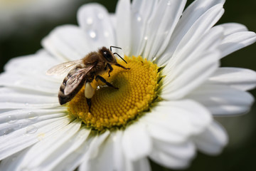 Biene auf Margeritenblüte