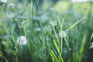 Dandelions in the field