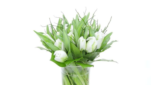 Time-lapse of growing, opening and rotating White Parrot tulips bouquet in a vase 2x2 in 4K format on white background
