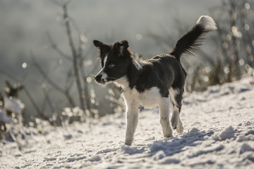 Zimowa Holi - the border collie