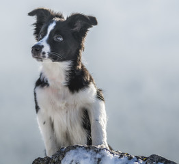 Zimowa Holi - the border collie