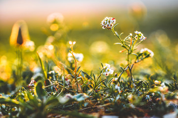 Nature. Beautiful meadow wild spring flowers in bright green grass in field