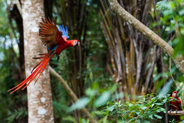 Scarlet Macaw in Flight