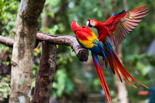 Two Scarlet Macaw Playing on Branch