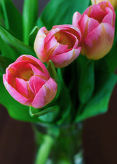 Fototapeta premium Three Pretty Pink Tulips Arranged in a Vase