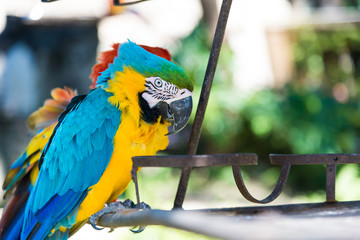 Blue-and-yellow macaw (Ara ararauna)