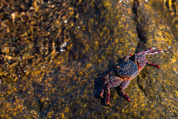 Crab on Rock Next to Water