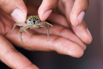 Man Hand Holding Baby Crab