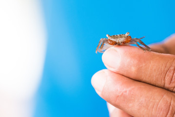 Baby Crab on Fingertip