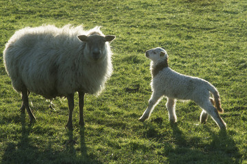Schapen met lammeren in de wei in het voorjaar