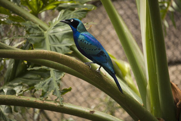 Blue Bird 
