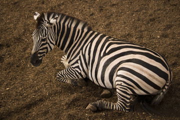 Fototapeta na wymiar Lying Zebra