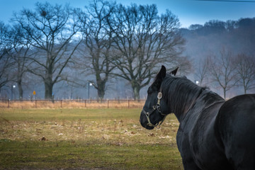 A black horse, farm animal on a green grass field in the countryside - 189381346