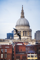 London - St Paul Cathedral with a bird in the picture in united Kingdom, UK.
