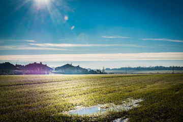 A green field during winter to spring transition, with frozen water puddles and green crops. - 189381749