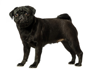 Obraz premium Black pug dog, on white background, isolated