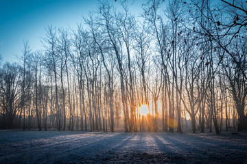 Wide angle cold winter sunrise with frozen grass and sun rising behind trees in a park. Orange and blue. - 189381925