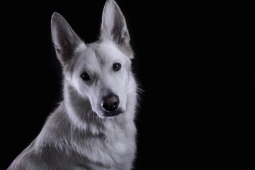 perro blanco sobre fondo negro