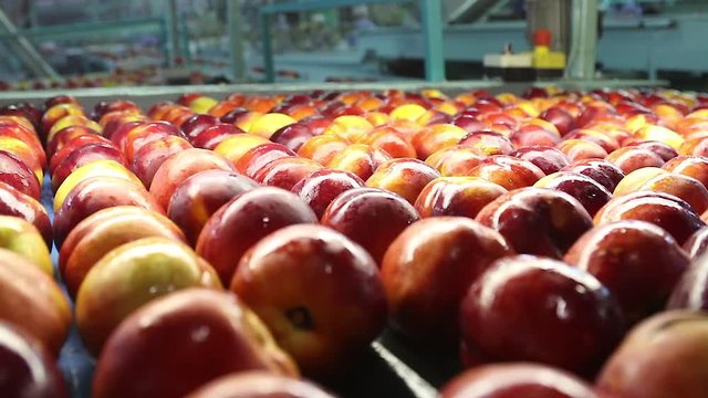 wet nectarine peaches industrial washing moving system in a factory