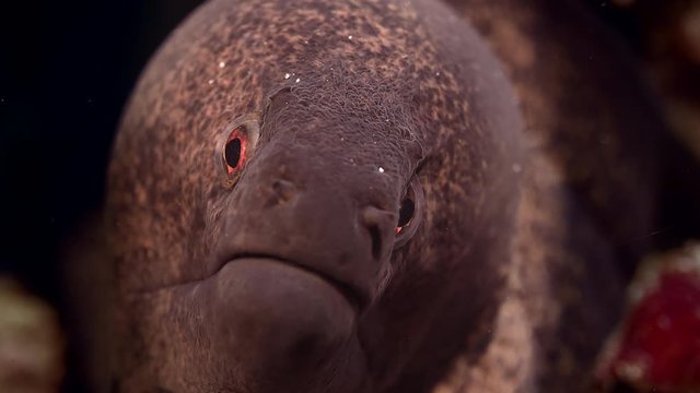 Yellow-edged moray eel (Gymnothorax flavimarginatus) is looking ionto the camera, WAKATOBI, Indonesia, slow motion