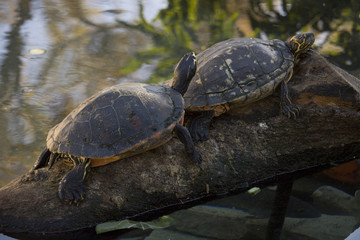 Obraz premium Turtle Mating
