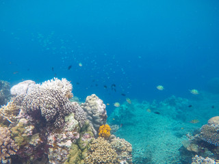 White coral on tropical sea bottom. Blue sea water and coral reef.