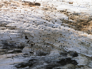 Background, Texture, gray, weathered tree