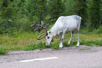 White reindeer grazing near the road, Sweden