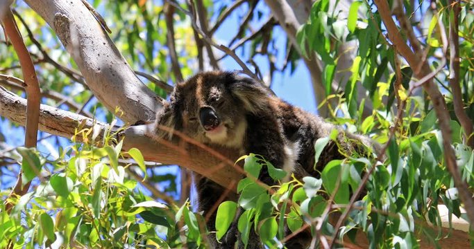 A koala, Phascolarctos cinereus, sleeping on a branch of eucalyptus in Yanchep National Park, Western Australia. Yanchep has been home to a colony of koalas since 1938. Blue sky, summer season.