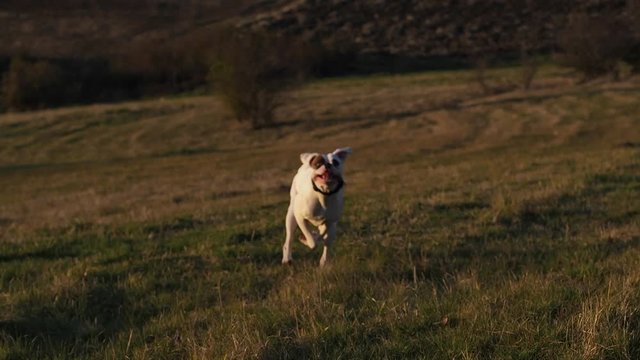 White boxer dog running fast across a green field towards the camera
