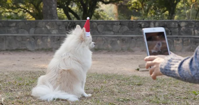 Taking photo on White Pomeranian wearing Santa Claus hat in the park