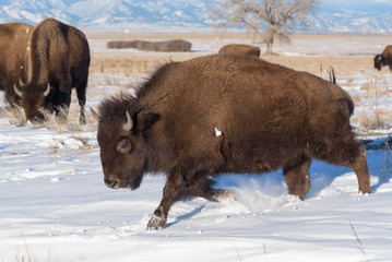 American Bison Bull - Genetically Pure Specimen