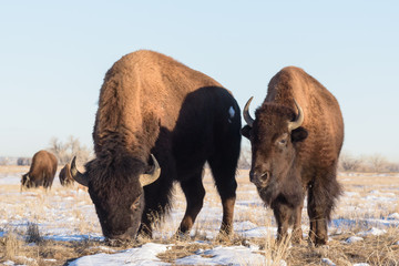 American Bison Bull - Genetically Pure Specimen