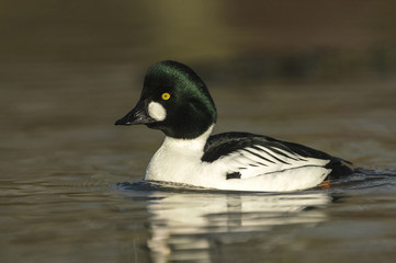 Common Goldeneye_000000899462_23