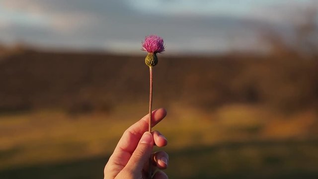 Woman's hand holding a wild flower