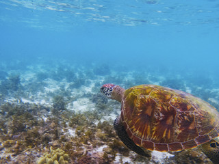 Obraz na płótnie Canvas Old turtle in tropical sea shore. Marine tortoise underwater photo.