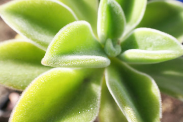 Fototapeta na wymiar Beautiful Succulent Plant Close Up With Vibrant Light On Petals High Quality Stock Photo 