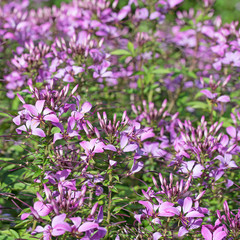 Spinnenblume, Spinnenpflanze, Cleome spinosa