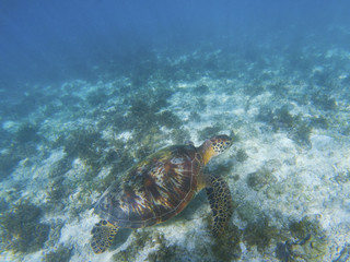 Sea turtle in natural environment. Green turtle swims underwater.