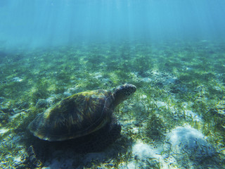 Sea turtle in shadow of sunlight. Tropical seashore underwater photo. Marine tortoise undersea.