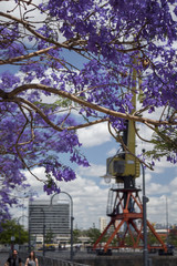 Jacarandá en flor en puerto Madero, Buenos Aires, Argentina