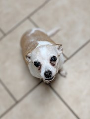 Mature Chihuahua