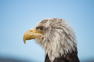 White Headed  Eagle Portrait.