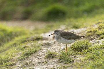Redshank_000000899458_5