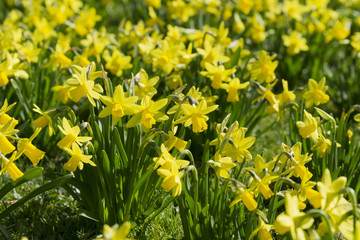 Blick von oben auf eine Wiese mit Narzissen im Frühling  © BGphotoaesthetics
