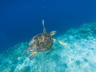 Sea turtle by coral wall edge. Tropical seashore underwater photo.