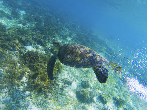 Sea turtle in sunshine. Coral reef animal underwater photo. Marine tortoise undersea